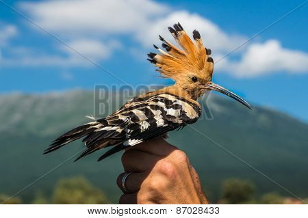 Hoopoe