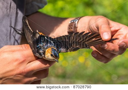 Ornithologist Examines Bird