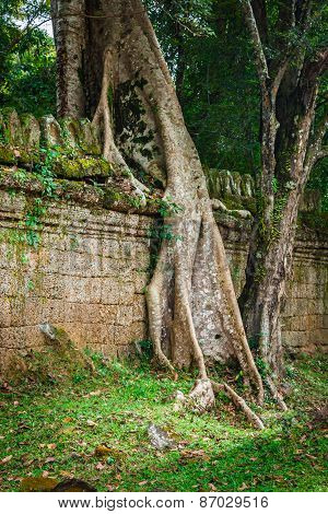 Preah Khan Temple, Angkor Area, Siem Reap, Cambodia
