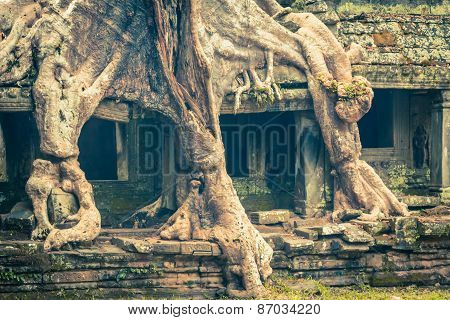 Tree Root Overgrowing Parts Of Ancient Preah Khan Temple At Angkor Wat Area In Cambodia