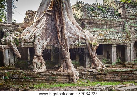 Tree Root Overgrowing Parts Of Ancient Preah Khan Temple At Angkor Wat Area In Cambodia