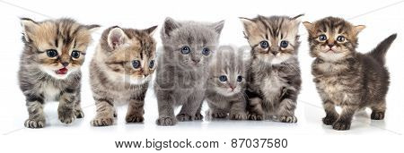 Portrait Of Large Group Of Kittens Against White Background