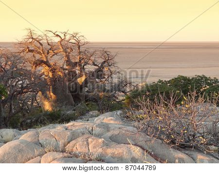 Baobab Tree At Kubu Island