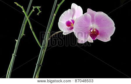 Phalaenopsis
