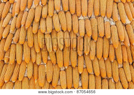 Dried Corn Background