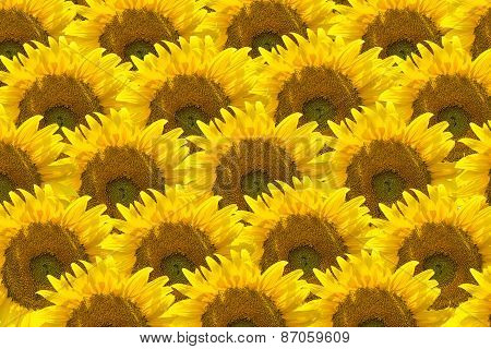 Pattern Of Sunflower For Background