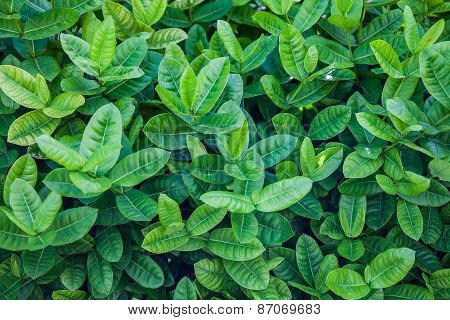 Ixora Or West Indian Jasmine Green Leaves