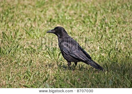 Cornacchia