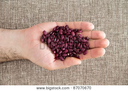 Man Displaying Small Deep Red Kidney Beans