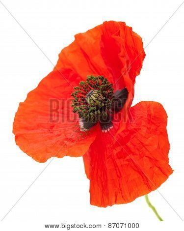 Bright Red Poppy