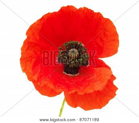 Bright Red Poppy