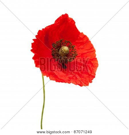 Bright Red Poppy