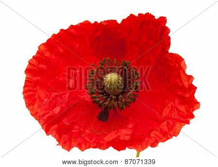 Bright Red Poppy