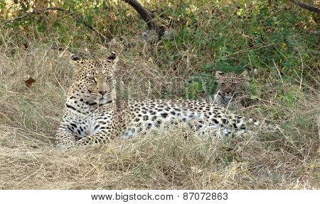 Resting Leopard