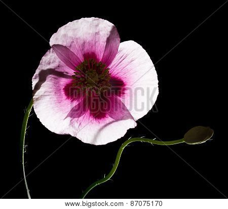 Pink Poppy