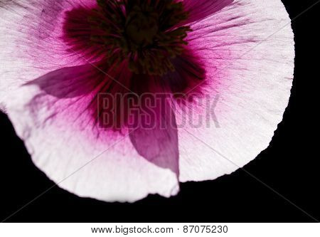Pink Poppy