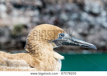 Red Footed Booby Juvenile