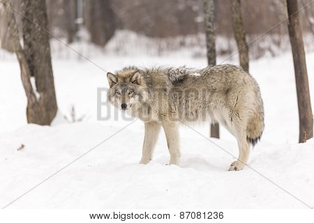 A lone timber wolf in a winter scene