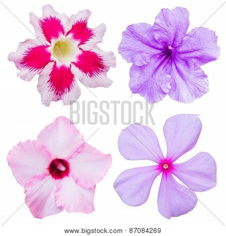 Pink Flower Isolated