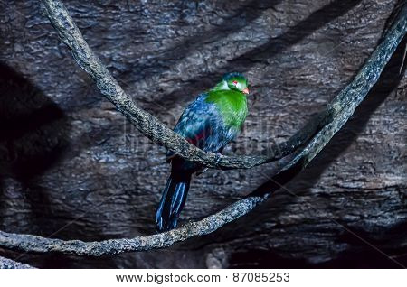 Parrot Tropical Bird