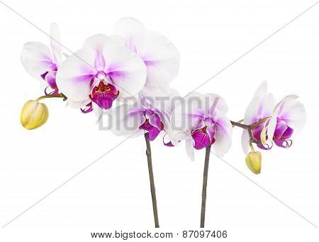 Blooming Twig Of White Purple Orchid Isolated On White Background.
