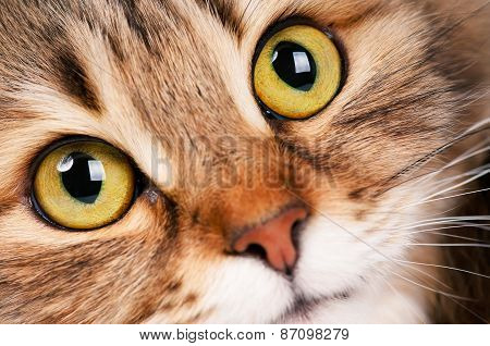 Siberian Cat