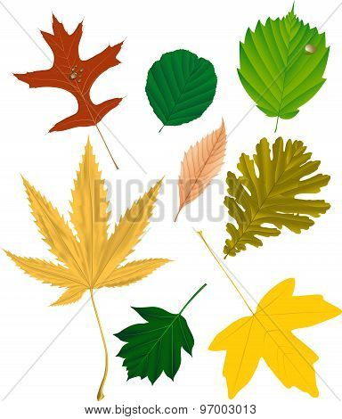 Autumn leaves