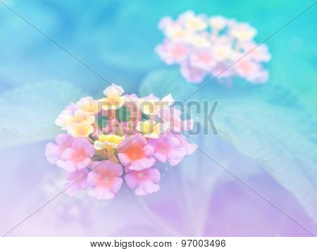 Abstract Blurry Lantana (phakakrong Flowers In Thai).