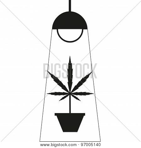 Marijuana grow box.