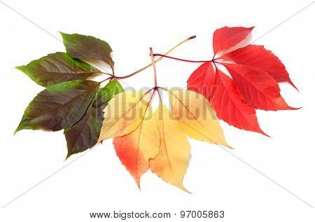 Three Multicolor Virginia Creeper Leafs