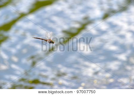 Dragonfly Close Up Flying Over The Water