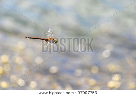 Dragonfly Close Up Flying Over The Water