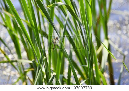 Dragonfly Close Up Sitting On The Grass Above The Water