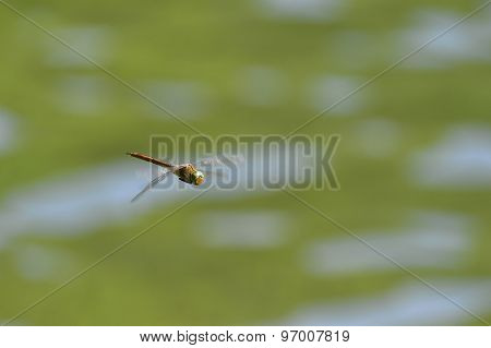 Dragonfly Close Up Flying Over The Water