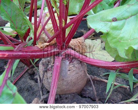 Beets