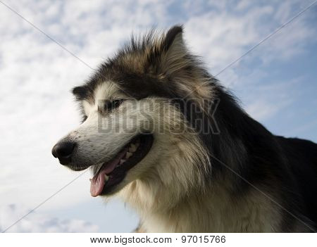 Big dog