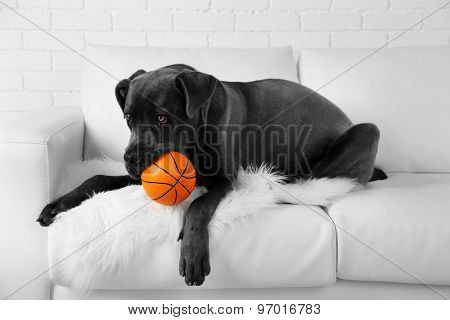 Cane corso italiano dog lying on sofa with ball at home