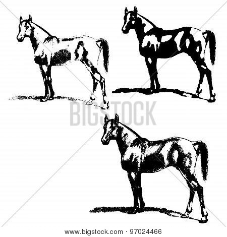 Arabian Horse, Stallion. Set Of Silhouettes.
