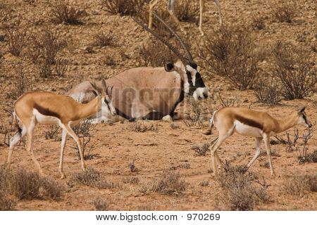Přímorožec Springbok2