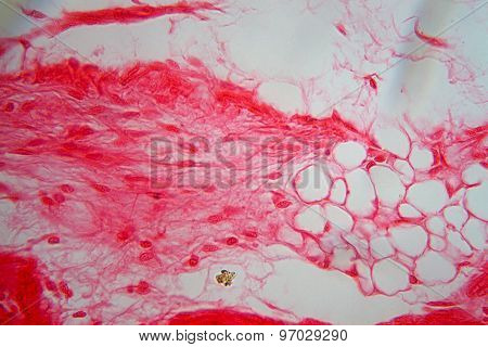 Trachea Cells Under The Microscope