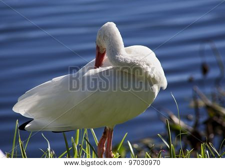 American White Ibis (Eudocimus albus) grooming Feathers