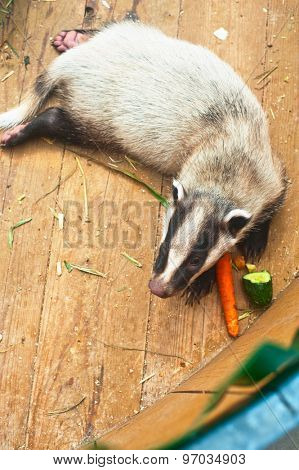Funny young badger animal, top view