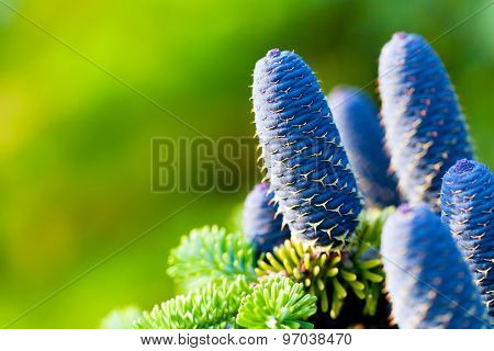 Caucasian fir tree cones close-up. Called also Abies nordmanniana or the Nordmann fir 
