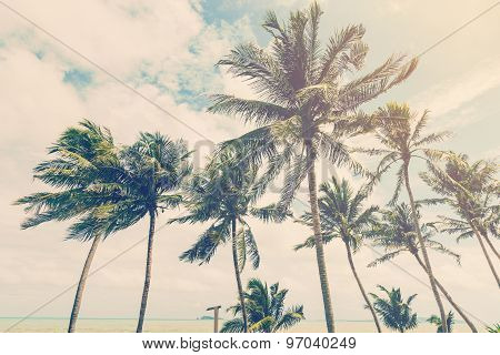 Coconut Plam Tree On Beach Of Nature Background In Vintage Style