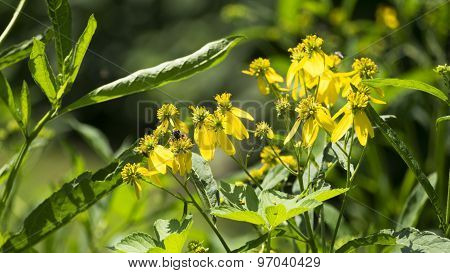 Common Wingstem Yellow Flower Blooms. Sunshine.