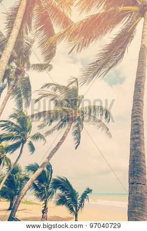 Coconut Plam Tree On Beach Of Nature Background In Vintage Style