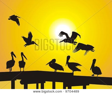 Pelikánok a mólón