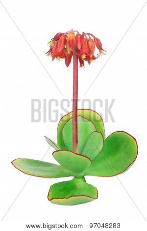 Succulent Plant