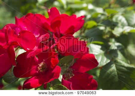 Ornamental Shrubs For Landscaping Parks