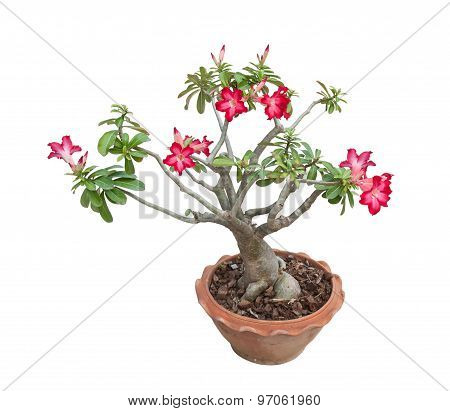 Adenium Obesum Tree Also Known As Desert Rose,  Tropical Tree In The North Of Thailand.